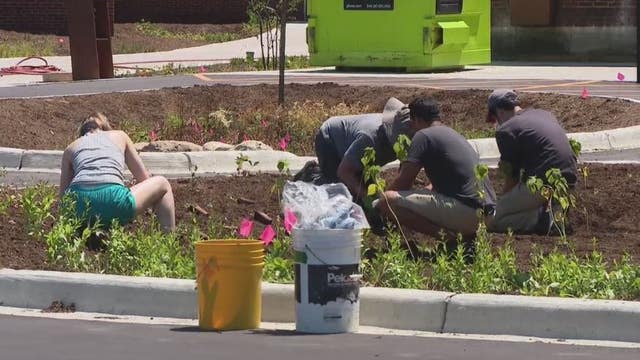 Rain gardens in parking lots can reduce flooding and pollution