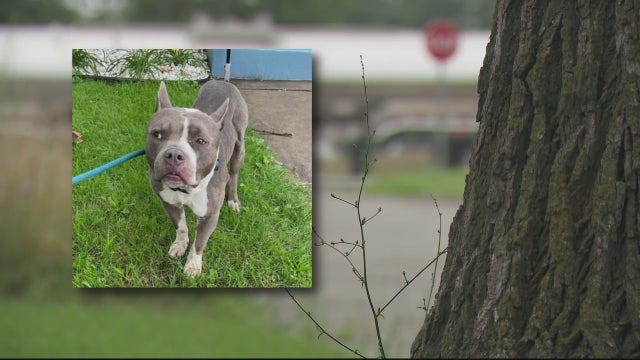 Detroit rescues say animal control has been asking residents to watch stray dogs