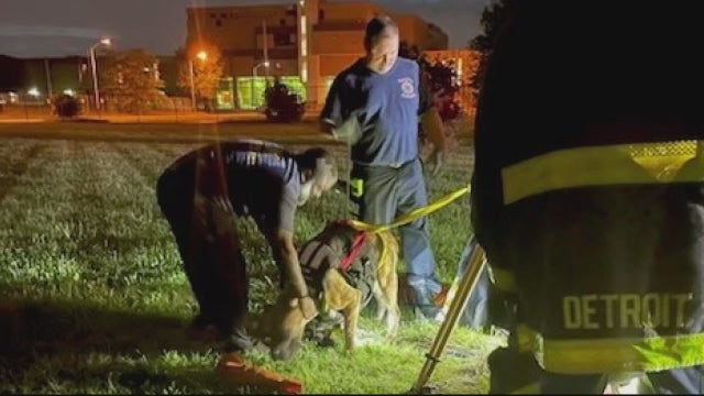 108-pound dog rescued after falling into manhole in Detroit