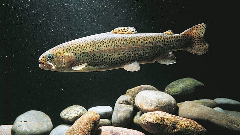 Brown trout