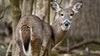 Hunters beware: Don't eat venison taken from this northern Michigan marsh