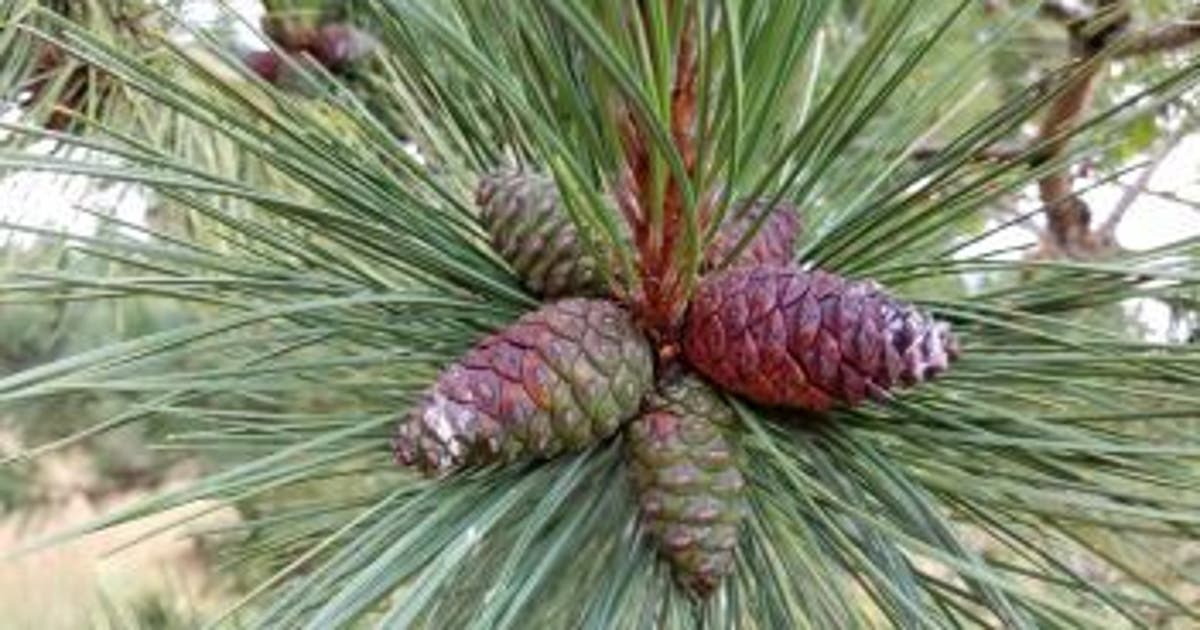 DNR will pay you $75 to bring them pine cones - and yes, you can steal from squirrels
