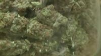 Michigan marijuana company cites 24% tax as a reason for closing cultivation facility