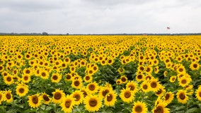 Explore 20 acres of vibrant sunflowers in Michigan's Upper Peninsula