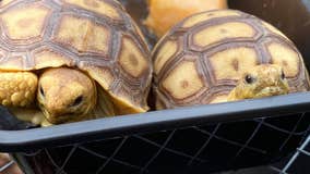 Tortoises stolen from Grosse Pointe Woods pet store recovered
