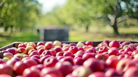 Things to do this fall: 2021 Southeast Michigan cider mill guide