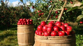 Southeast Michigan cider mill opening dates