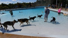 Doggy Dip pool day returns to Rolling Hills County Park