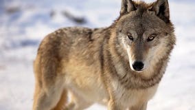 Judge restores protection for gray wolves in Michigan, across much of U.S.