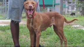 72 dogs flown from overcrowded Bahamas shelter to find homes in Michigan