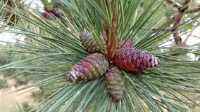 Michigan DNR offering $75 for red pine cones to help restore state forests