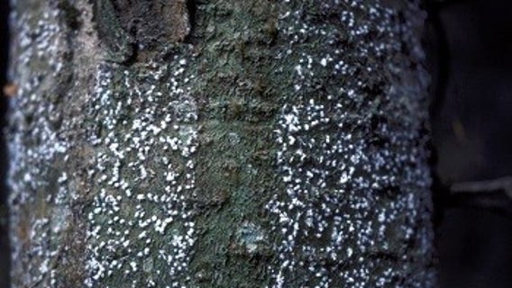 A sap-sucking bug known to threaten Michigan's Christmas tree industry reported in state