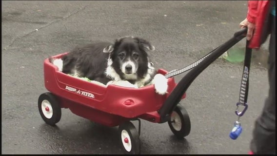 All smiles at the annual Mutt March at the Huron-Clinton Metroparks this weekend