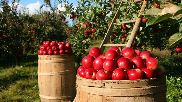 Southeast Michigan cider mill opening dates