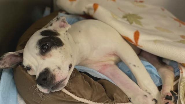 Abused puppy found on side of road with broken back in Taylor