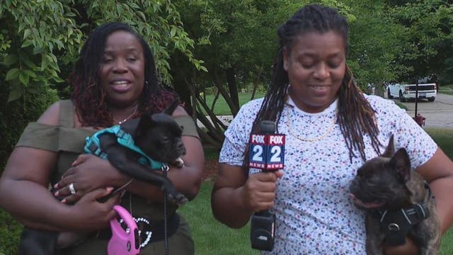 Stolen French bulldogs at gunpoint returned to owners, suspects are in custody
