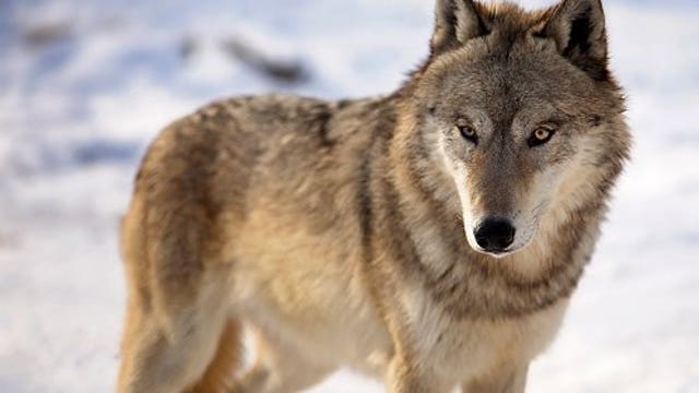 Judge restores protection for gray wolves in Michigan, across much of U.S.