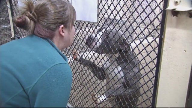 FOX 2 teams up with city of Detroit for all-day pet adoption event