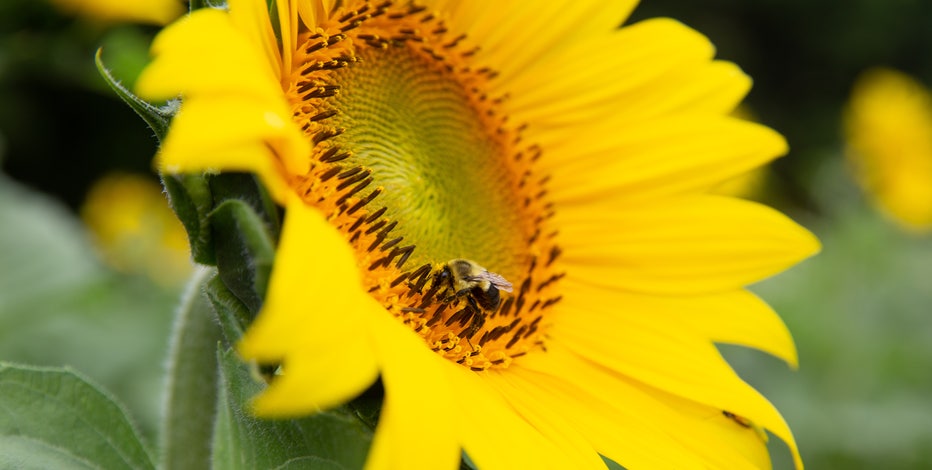 Roadkill Nights, Blake's Sunflower Festival, and more things to do this weekend in Southeast Michigan