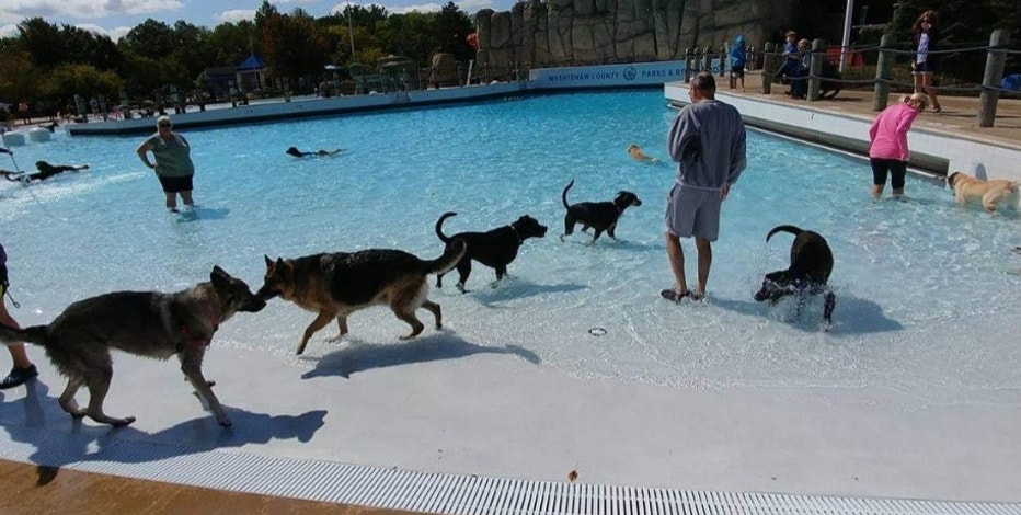 Dog has fun playing on water slide