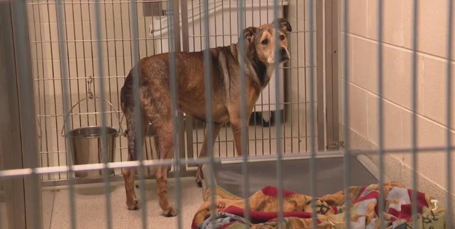 More than 80 pets rescued in Oakland County animal hoarding case, 16 cats dead More than 80 pets rescued in Oakland County animal hoarding case, 16 cats dead