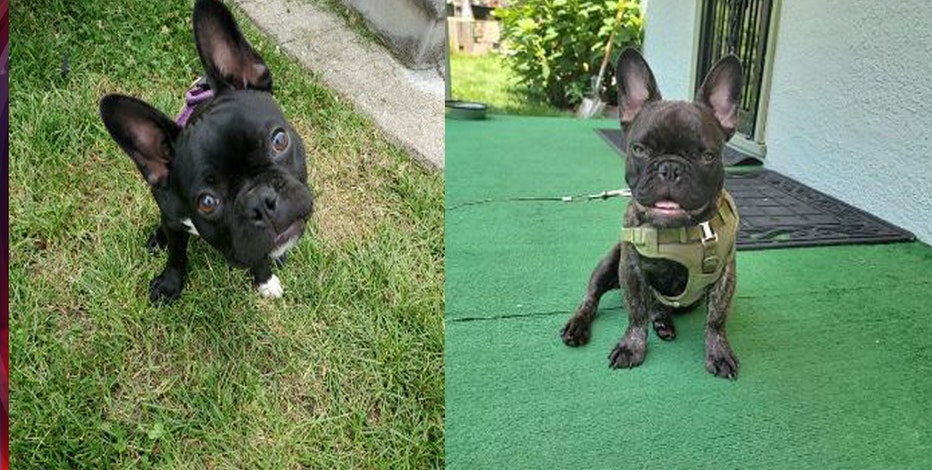 2 French Bulldogs Found After Being Stolen At Gunpoint From Detroit Yard