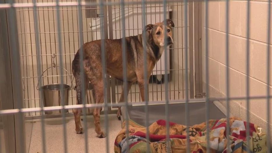 More than 80 pets rescued in Oakland County animal hoarding case, 16 cats dead More than 80 pets rescued in Oakland County animal hoarding case, 16 cats dead