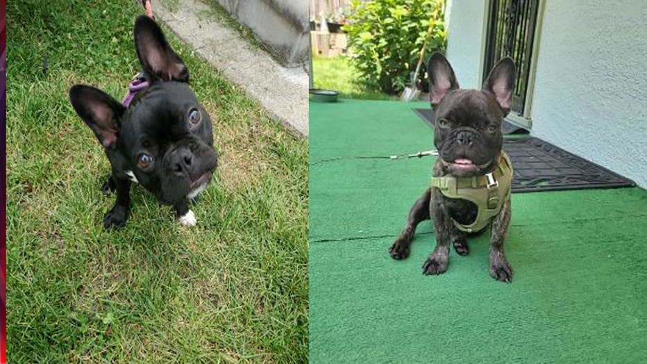 French bulldogs Bruno and Bella were stolen out of Detroit yard on Gardendale Wednesday.