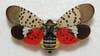 Invasive spotted lanternfly found in Michigan for 2nd time