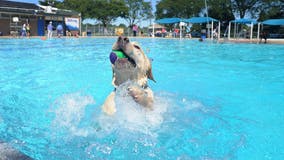 Take your dog swimming at Ann Arbor's Buhr Park Pool