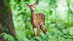 Be alert -- More than 43% of deer crashes happen during Michigan hunting season