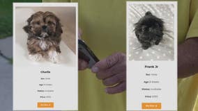 Online Shih Tzu puppy scam takes Troy man for thousands