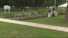 Clinton Township senior garden ransacked, 300 pounds of veggies stolen