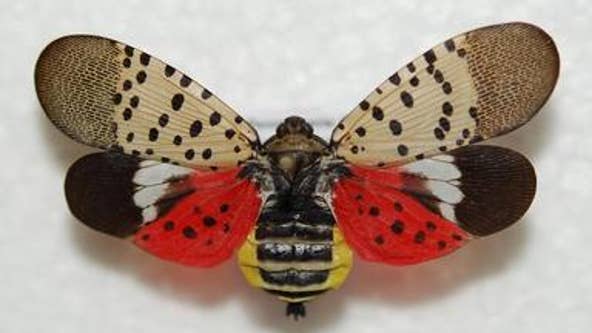 Invasive spotted lanternfly found in Michigan for first time