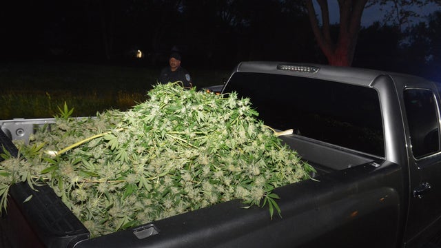 Detroit police find warehouse, vehicles full of marijuana plants while responding to break-in call