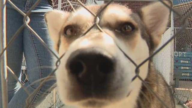 Pet adoption and licenses fees waived at Detroit Animal Care Shelter for Mother's Day