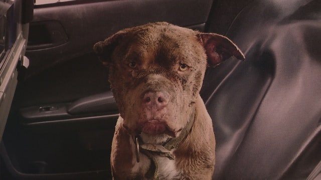 Former Detroit Animal Care and Control employees claim inhumane practices, shelter disputes it