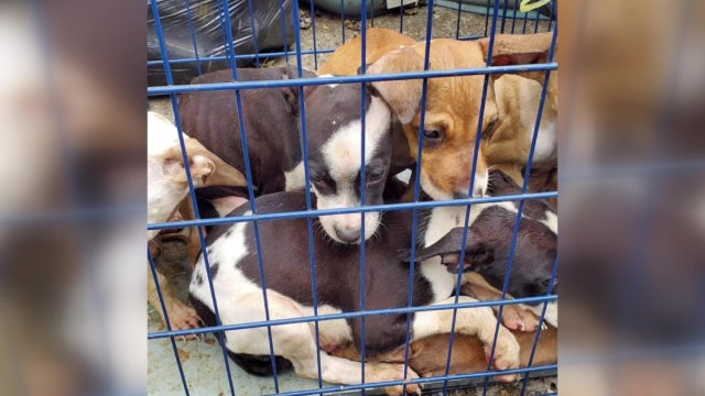 Crate of 8-week-old puppies abandoned in Detroit field for days