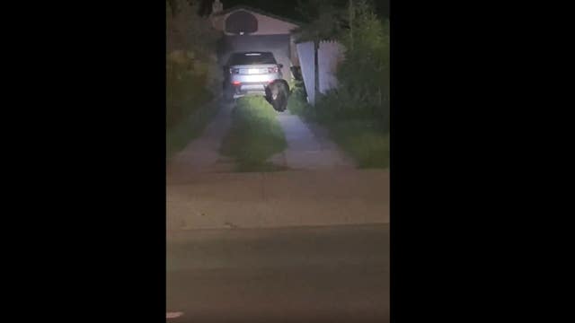 VIDEO: Bear causes disturbance outside Traverse City home