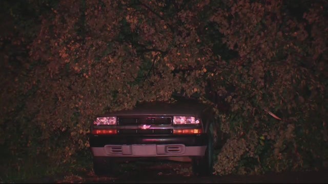 Severe weather takes down trees in Detroit, blocking access to multiple roads