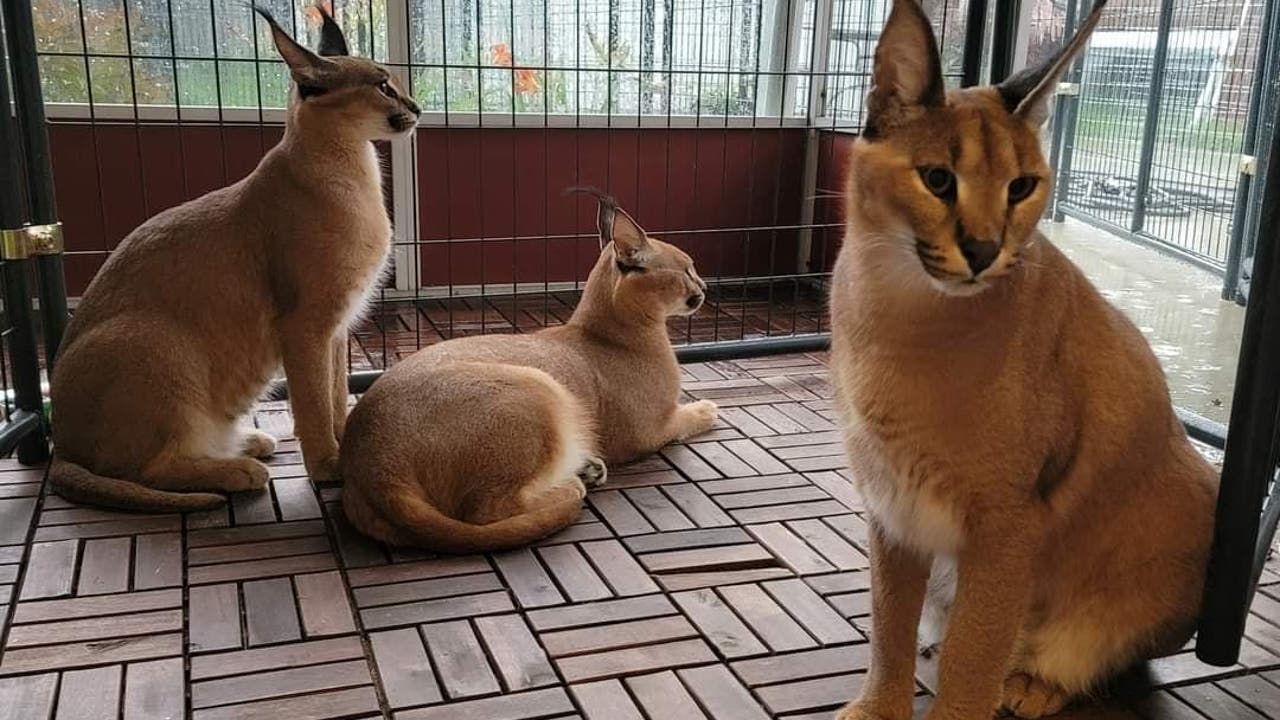 Pet caracal sale cat