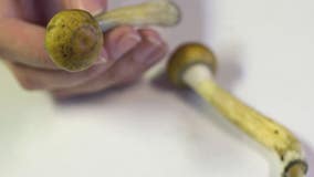 Detroit voters can decriminalize magic mushrooms on Election Day