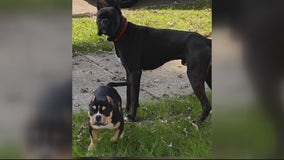 2 dogs missing after vehicle stolen from outside Southfield pet grooming shop