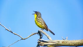 Once endangered, Kirtland's Warbler population in Michigan continues to flourish