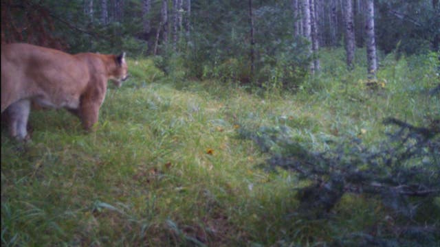 Michigan DNR confirms cougar sighting in Upper Peninsula