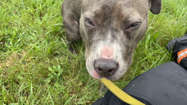 Firefighters rescue dog from burning Royal Oak Township church