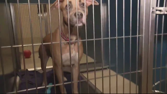 Rebel Dogs Detroit needs help transforming illegal dumping site into animal rescue