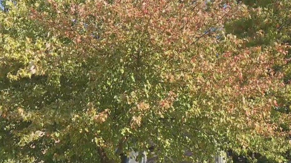 Maple Decline Shows How The Health Of Trees Need To Be Watched FOX 2   Maple Trees 