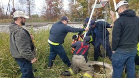12-year-old dog rescued after falling into Downriver sewer