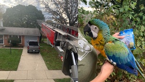 Sterling Heights firefighters rescue parrot from tree
